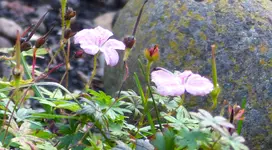 P1420328.webp