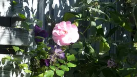 P1420153.webp