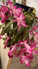 IMG_8522.jpeg