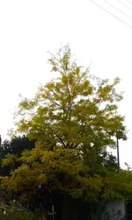 P1420343.webp