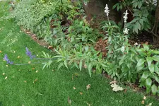 Mehlsalbei 20231017.webp