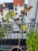 IMG_9933.jpeg