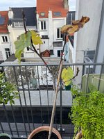 IMG_9933.jpg