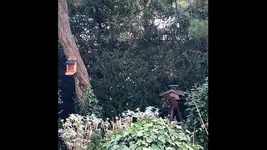 Eichhörnchen1.webp