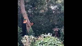 Eichhörnchen2.webp