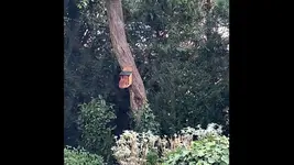 Eichhörnchen3.webp