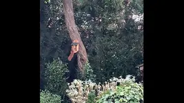 Eichhörnchen4.webp