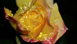 2023blmn64.webp