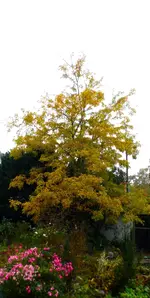 P1420361.webp