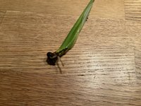 IMG_1334.jpeg