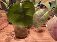 IMG_1335.jpeg