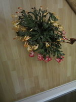 IMG_2311.JPG
