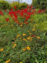 IMG_20231104_131344.jpg