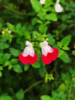 IMG_20231104_131141.jpg
