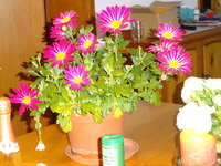 DSC03197.JPG