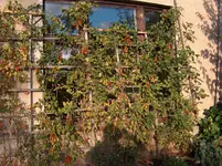 HPIM4412[1].webp