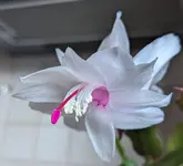 PXL_20231106_134722911.PORTRAIT.ORIGINAL~2.webp