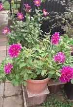 Dahlien 1.webp
