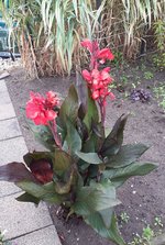 Canna .jpg