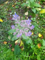 IMG_20231106_112923.jpg