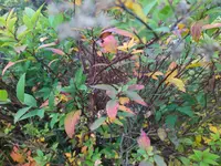 IMG_20231106_112824.webp