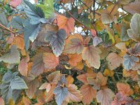 IMG_20231106_113059.jpg