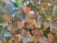 IMG_20231106_113059.webp