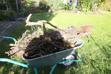 Hecke 1323.webp