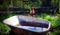 Gockel mit eigenem Pool.webp