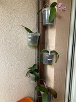 Phalaenopsis an Rankgitter Balkon.jpg