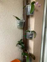 Phalaenopsis an Rankgitter Balkon.jpg