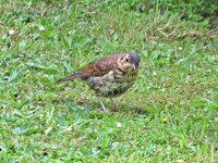 IMG_2257 - Copy.JPG