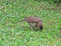 IMG_2258 - Copy.JPG