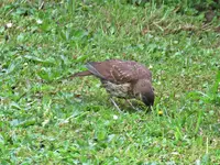 IMG_2258 - Copy.webp