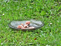 IMG_2261 - Copy.JPG