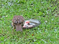 IMG_2262 - Copy.JPG
