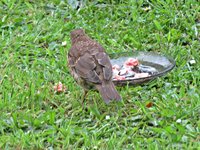 IMG_2263 - Copy.JPG