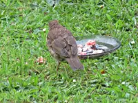 IMG_2263 - Copy.webp