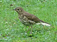 IMG_2266 - Copy.webp