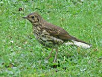 IMG_2266 - Copy.JPG