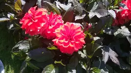 DSC_1099 (3).webp