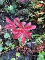 IMG_4300.jpeg