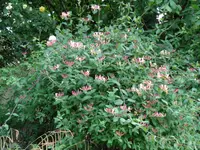 DSC00134.webp DSC00134.webp