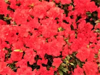 DSCI1088 (2).webp