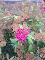 20231112_124938.webp