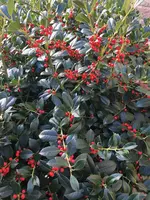 Ilex mit Beeren_.webp