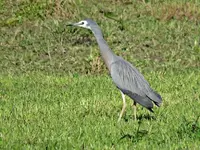 IMG_1703 bt v (2).webp