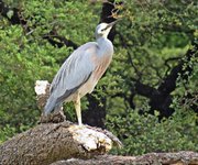 IMG_2132bt v(2).JPG
