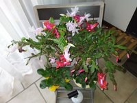 IMG_20231114_091837.jpg