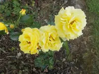 DSCN1396.webp